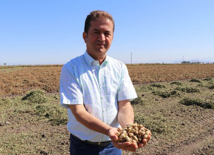 Sıcaklar Yer Fıstığını Vurdu