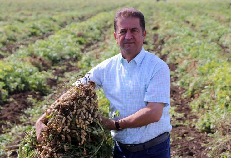 Sıcaklar Yer Fıstığını Vurdu