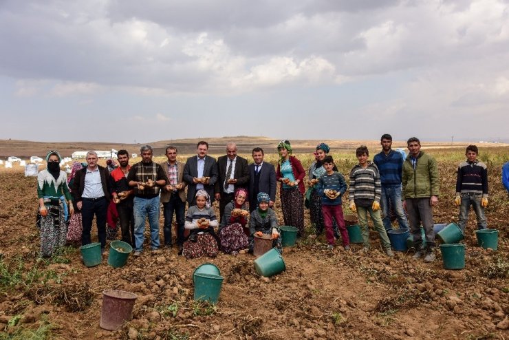 Ahlat’ta Patates Hasadı