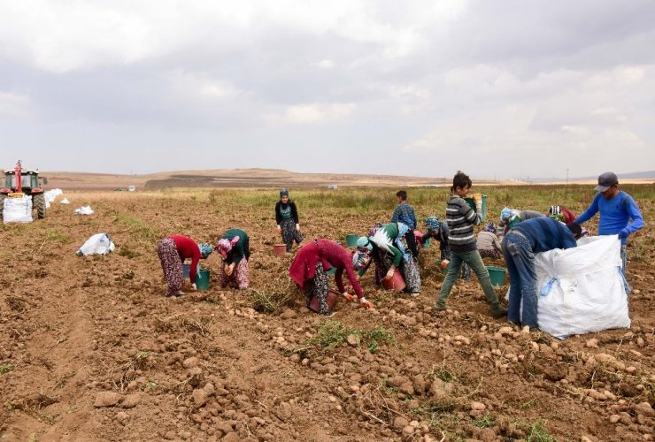 Ahlat’ta Patates Hasadı