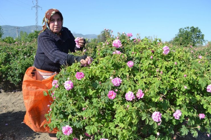 Türkiye Ekonomisine 40 Milyon Avroluk ’Gül’düren Katkı