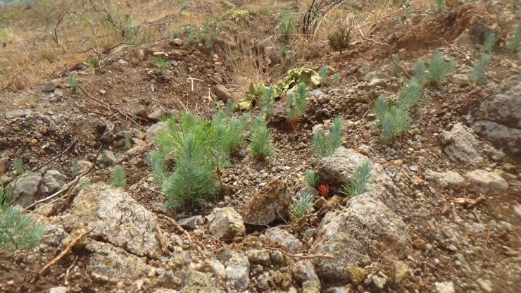 Yanan 25 Hektarlık Alana 26 Bin Fidan Dikildi