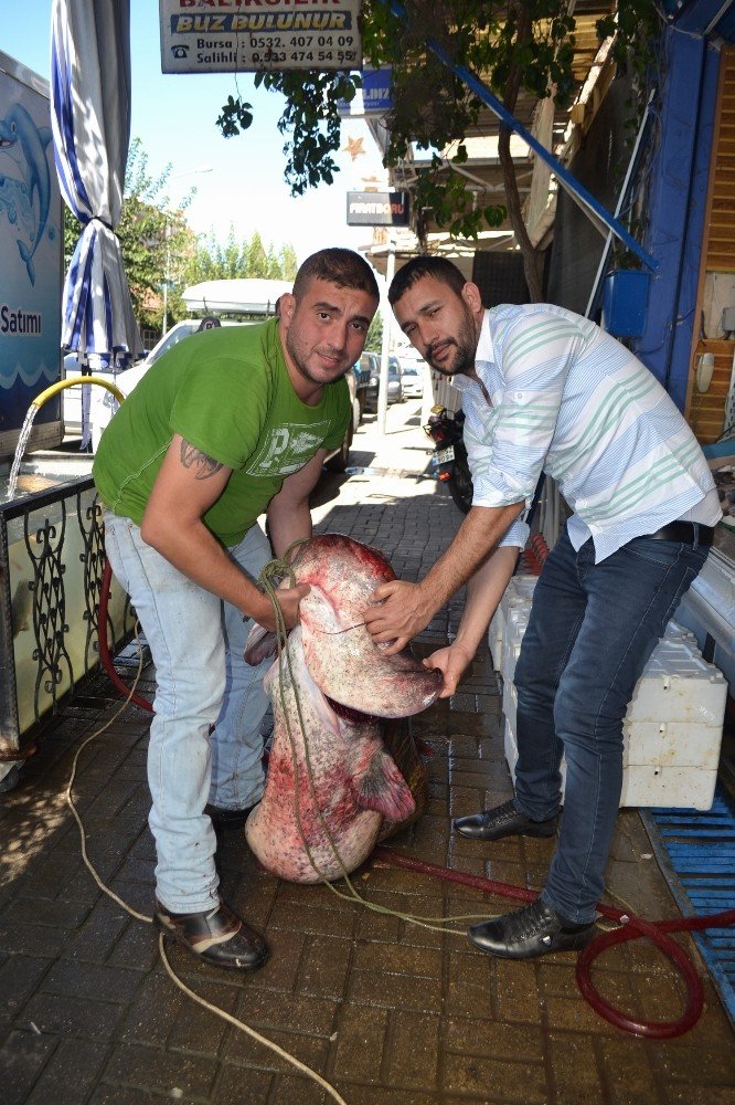 Manisa’da Dev Yayın Balığı Şaşkınlığı