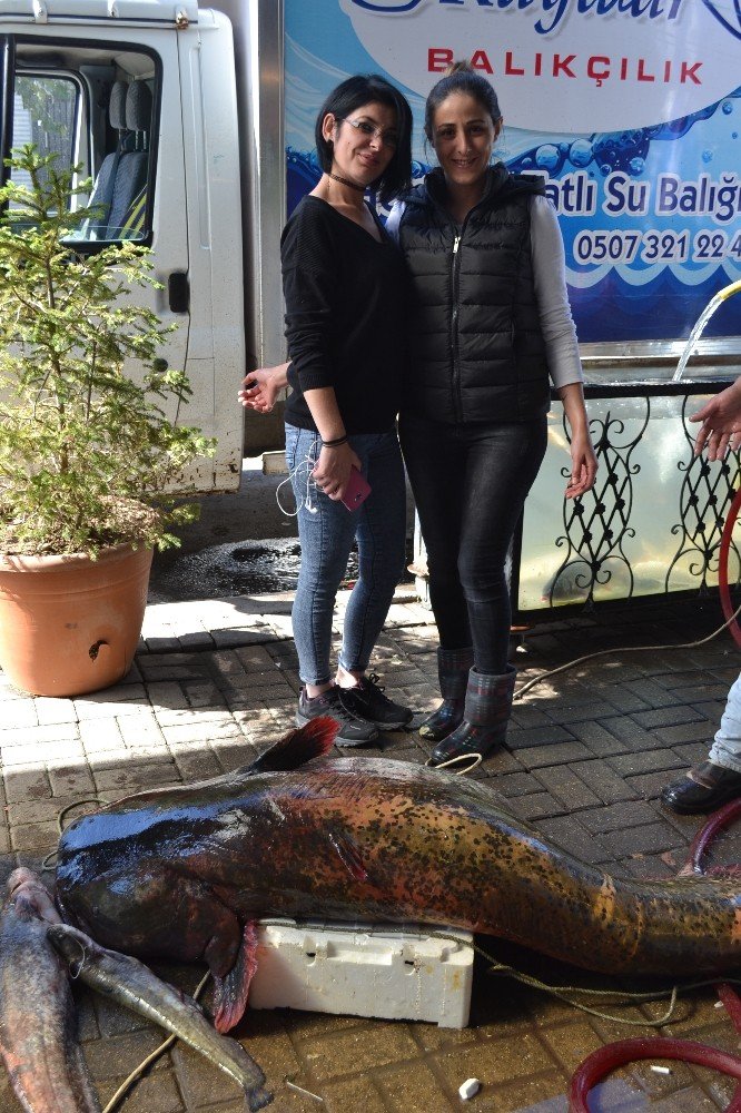 Manisa’da Dev Yayın Balığı Şaşkınlığı