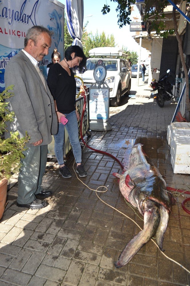 Manisa’da Dev Yayın Balığı Şaşkınlığı