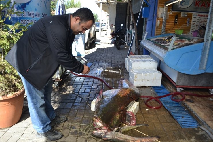 Manisa’da Dev Yayın Balığı Şaşkınlığı