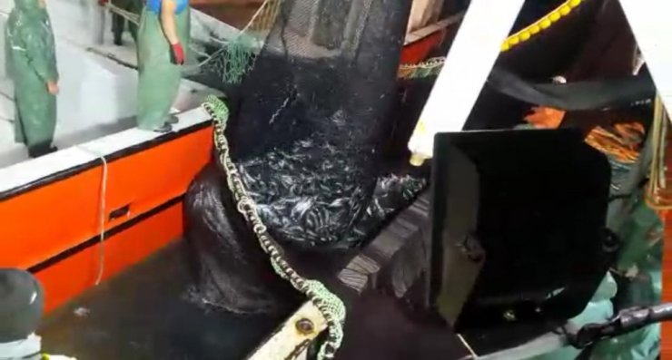 Karadeniz’de Palamut Bolluğu