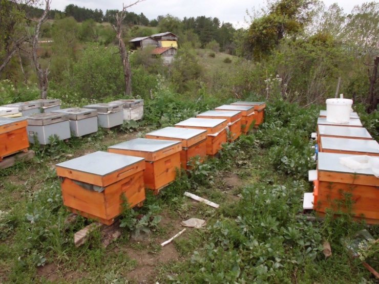 Zonguldak, Karabük Ve Bartın’da Tesis Edilen 11 Adet Bal Ormanı Arıcıların Yüzünü Güldürüyor