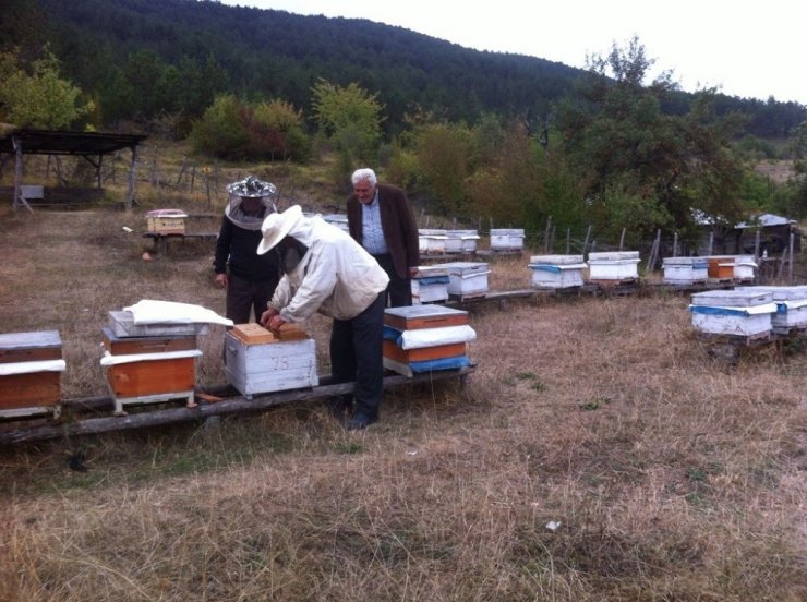 Zonguldak, Karabük Ve Bartın’da Tesis Edilen 11 Adet Bal Ormanı Arıcıların Yüzünü Güldürüyor