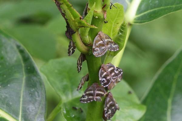 Rize’de 10 Yıldır Görülüyor Ama