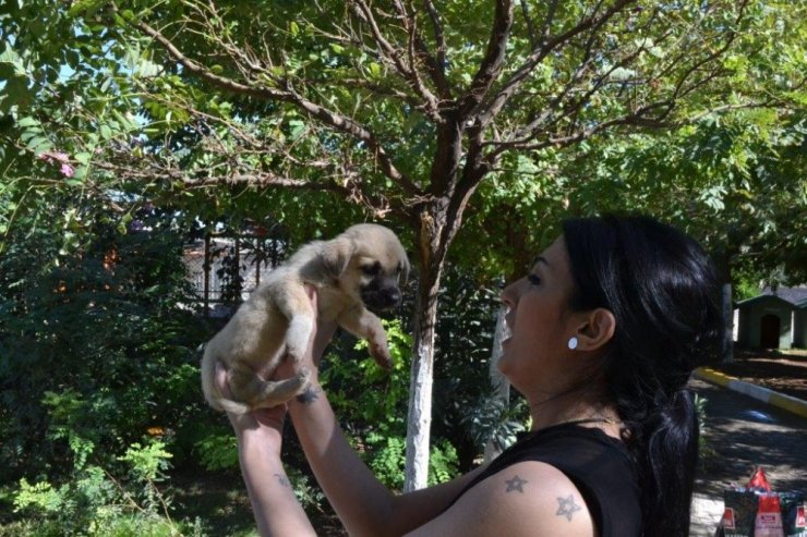 Sevimli Barınak Sakinlerini Unutmadı