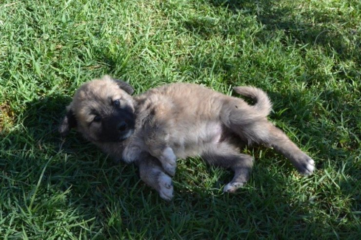 Sevimli Barınak Sakinlerini Unutmadı