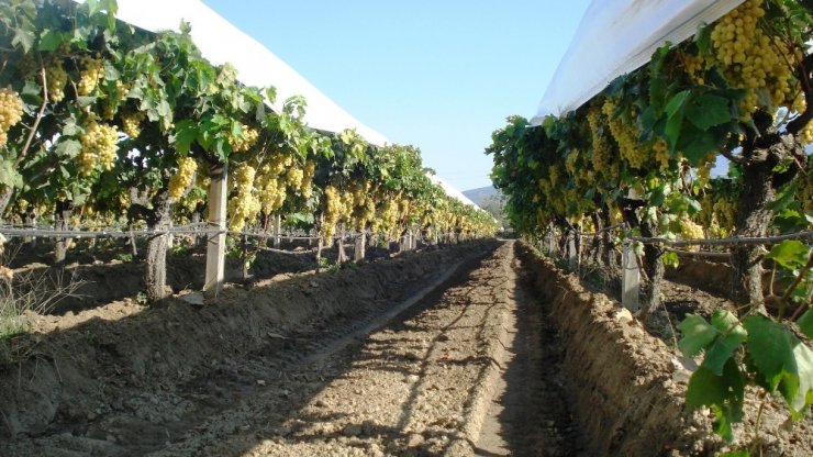 Örtü Sayesinde Üzümler Dalında Bekliyor
