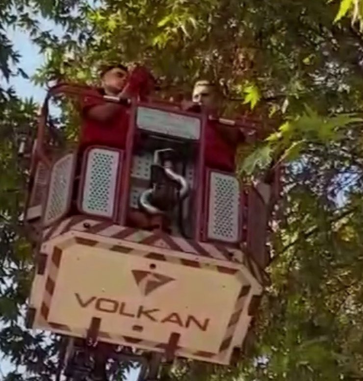 Ağaçta Asılı Kalan Güvercini İtfaiye Kurtardı