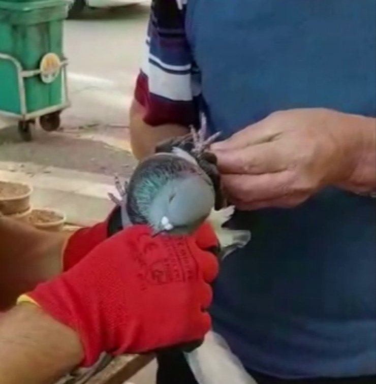 Ağaçta Asılı Kalan Güvercini İtfaiye Kurtardı