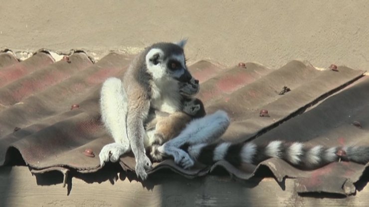 Hayvanat Bahçesi Yeni Misafirlerine Kucak Açtı