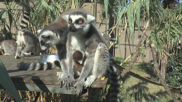 Hayvanat Bahçesi Yeni Misafirlerine Kucak Açtı