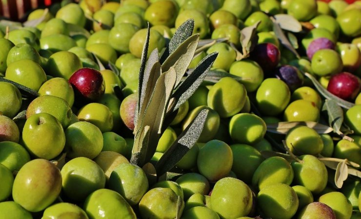 Zeytin Verimi Üreticiyi Sevindirdi