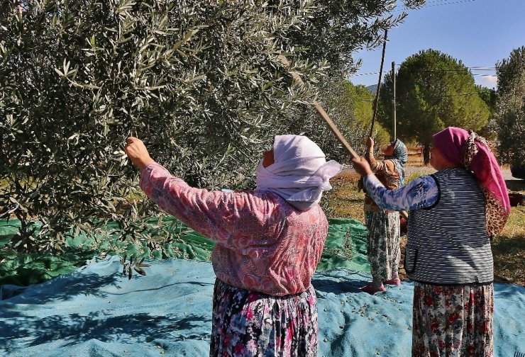 Zeytin Verimi Üreticiyi Sevindirdi