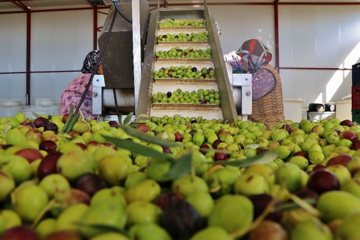 Zeytin Verimi Üreticiyi Sevindirdi