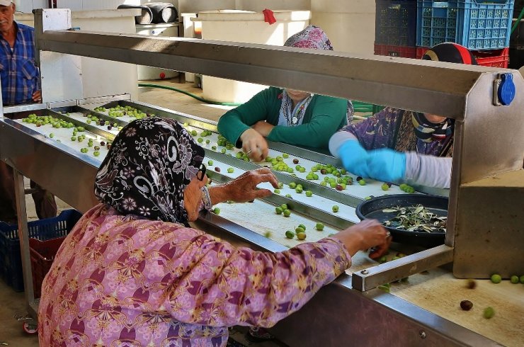 Zeytin Verimi Üreticiyi Sevindirdi