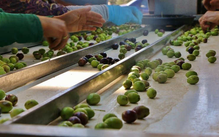 Zeytin Verimi Üreticiyi Sevindirdi