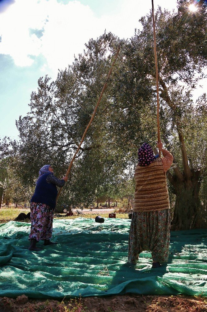 Zeytin Verimi Üreticiyi Sevindirdi