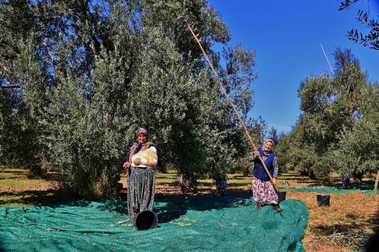 Zeytin Verimi Üreticiyi Sevindirdi
