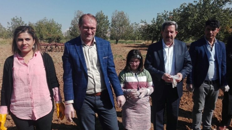 Kovancılar’da Ters Lale Soğanı Ekildi