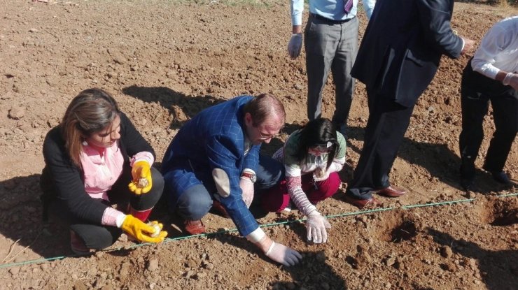 Kovancılar’da Ters Lale Soğanı Ekildi