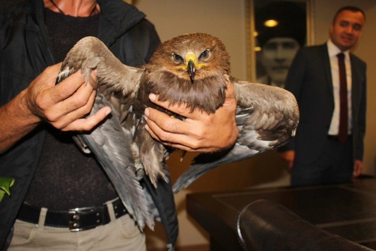 Denize Düşen Kartalı Balıkçılar Kurtardı