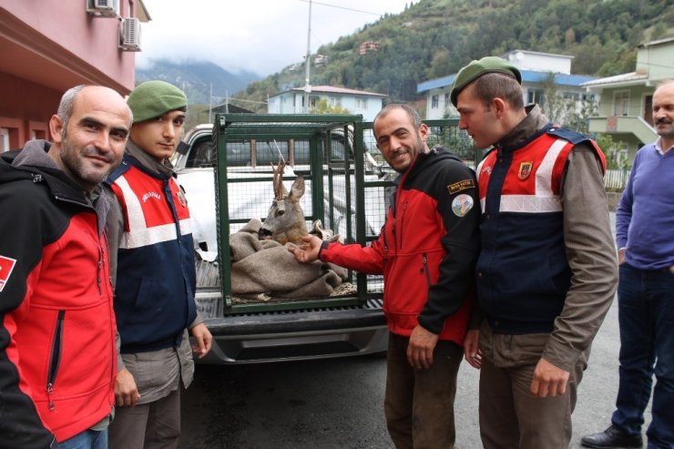 İkizdere’ye Düşen Karaca Kurtarıldı