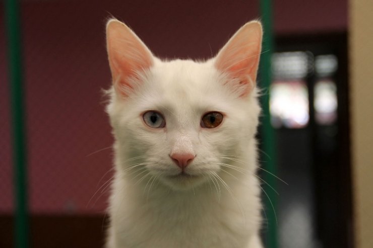 En Güzel Van Kedisi ‘Kartopu’ Oldu