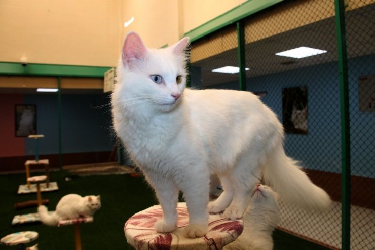 En Güzel Van Kedisi ‘Kartopu’ Oldu