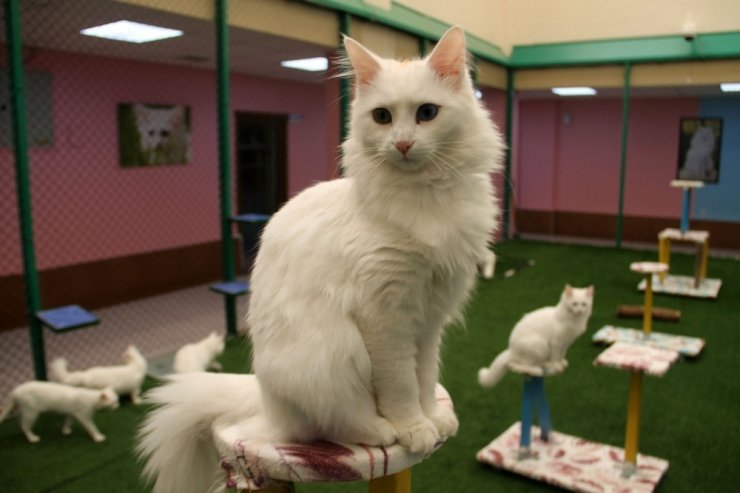 En Güzel Van Kedisi ‘Kartopu’ Oldu