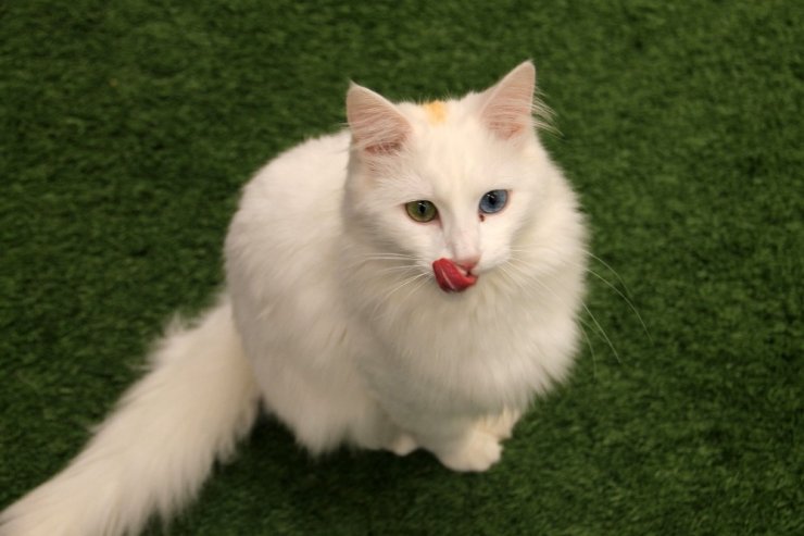 En Güzel Van Kedisi ‘Kartopu’ Oldu