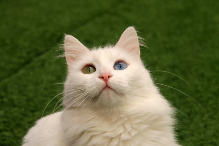 En Güzel Van Kedisi ‘Kartopu’ Oldu