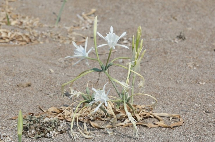 Koparanlara 38 Bin Tl Ceza Uygulanan Kum Zambakları Koruma Altında