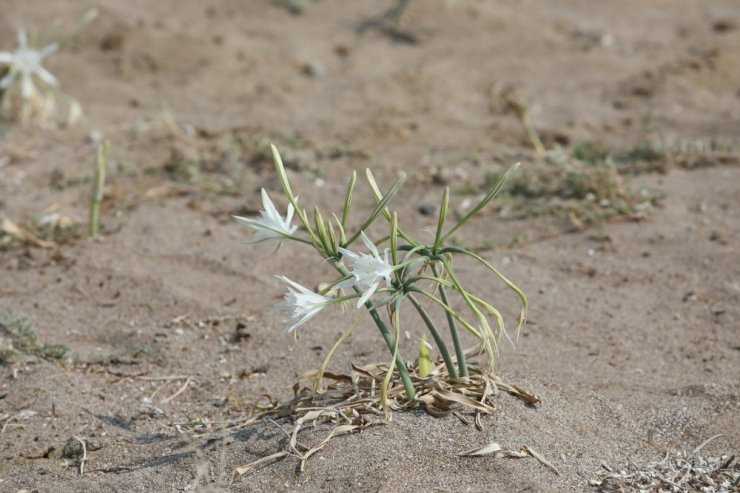 Koparanlara 38 Bin Tl Ceza Uygulanan Kum Zambakları Koruma Altında