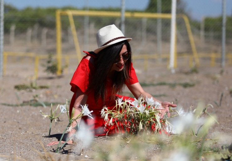 Koparanlara 38 Bin Tl Ceza Uygulanan Kum Zambakları Koruma Altında
