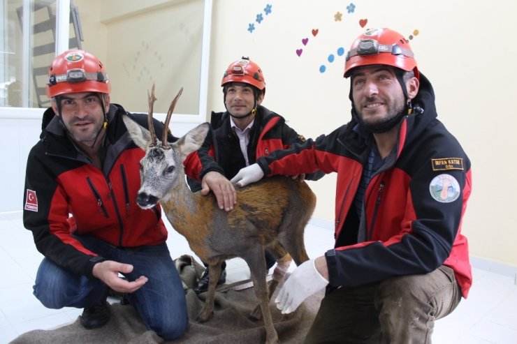 İkizdere’ye Düşen Karaca Kurtarıldı