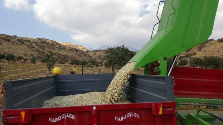 Kabak Çekirdeği Sektöründe Kayseri Şeker Farkı Üreticilerin Yüzünü Güldürdü
