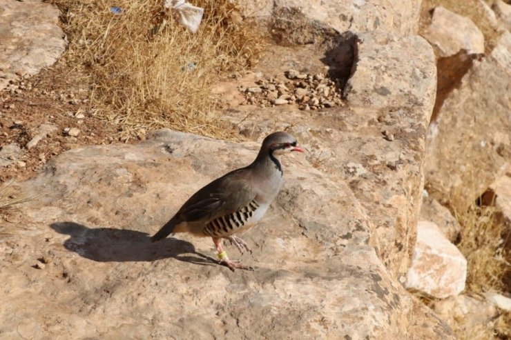 Siirt’te Kınalı Keklikler Doğayla Buluştu