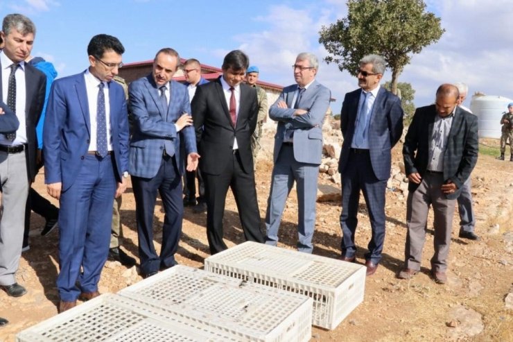 Siirt’te Kınalı Keklikler Doğayla Buluştu