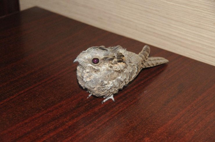 Cizre’de Yaralı Halde Bulunan Çoban Aldatan Kuşu Tedavi Altına Alındı