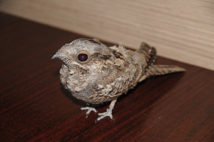 Cizre’de Yaralı Halde Bulunan Çoban Aldatan Kuşu Tedavi Altına Alındı