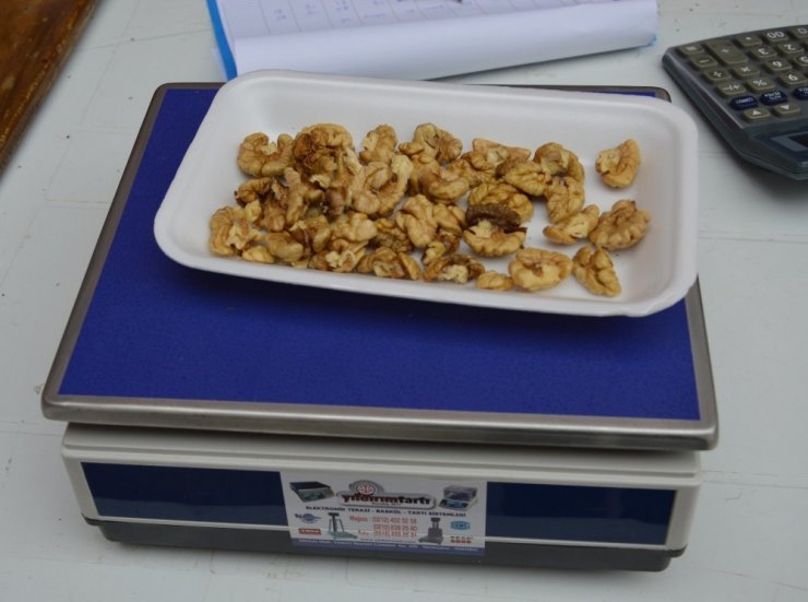 Niksar’da ’Altın Ceviz’ Seçmeleri Yapıldı