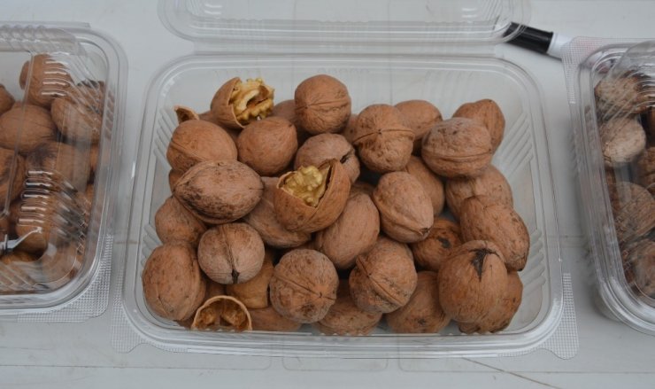 Niksar’da ’Altın Ceviz’ Seçmeleri Yapıldı