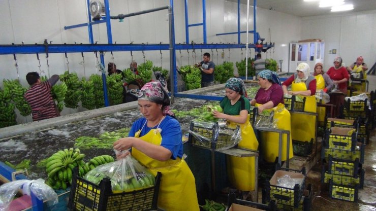 Silifke’de Muz Hasadı Başladı