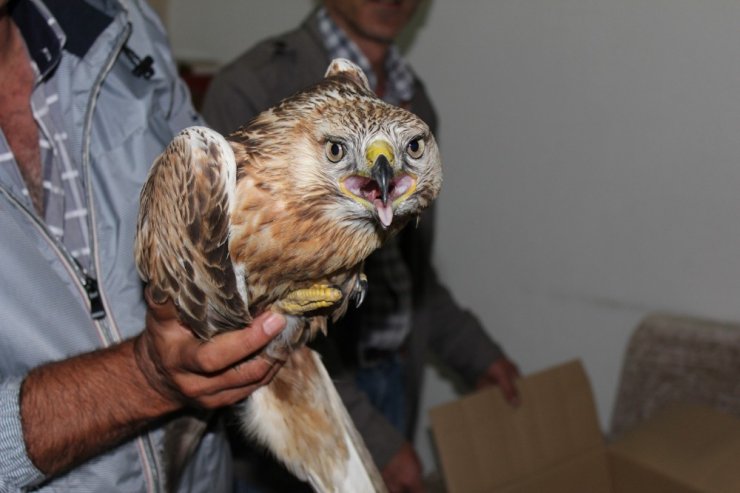 Yaralı Şahine Minibüs Şoförü Sahip Çıktı